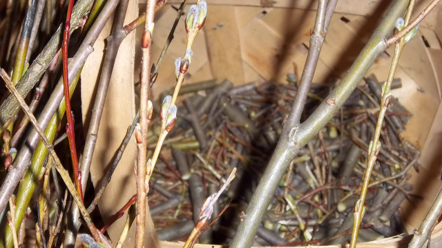 willow shoots make a nice, natural rooting hormone & fungal deterrent for plant cuttings and seedlings