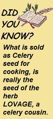 Celery Seed or Lovage