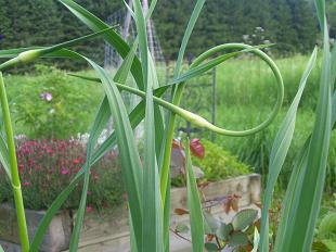 Garlic Scape