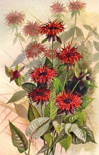 Monarda- Oswego Tea