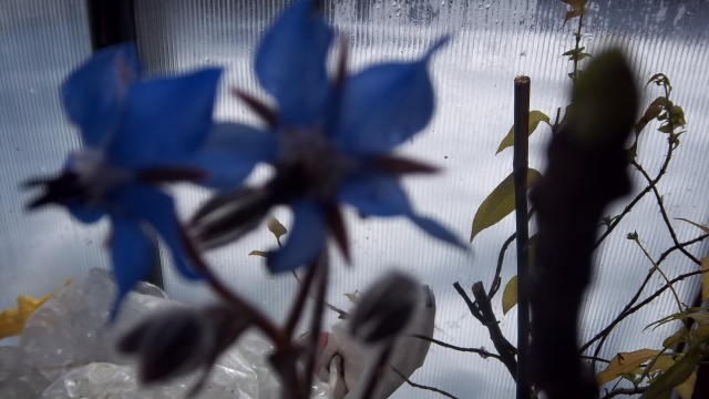 Borage Blossoms and a Fig bud