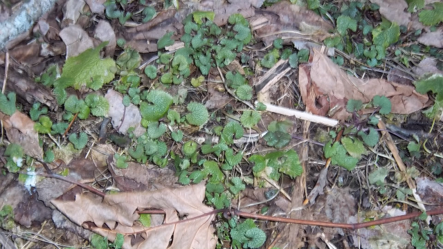 Garlic Mustard