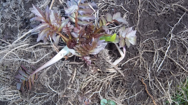 All those fibrous Valerian roots will be used for medicine and cat toys