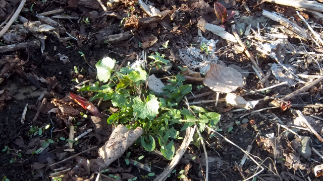 This little patch has garlic mustard, knotweed, dandelion--AKA--dinner salad